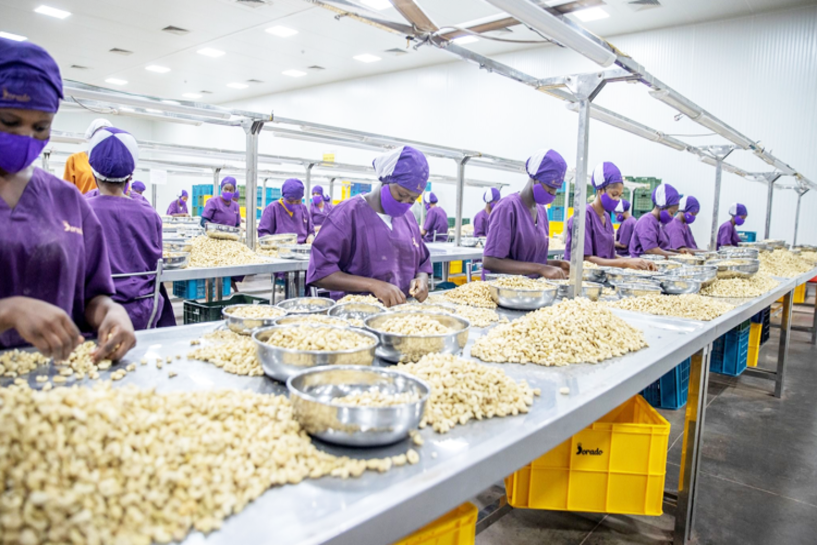 Côte d’Ivoire: Cashew Sector Regulator Extends Measures to Secure the Industry
